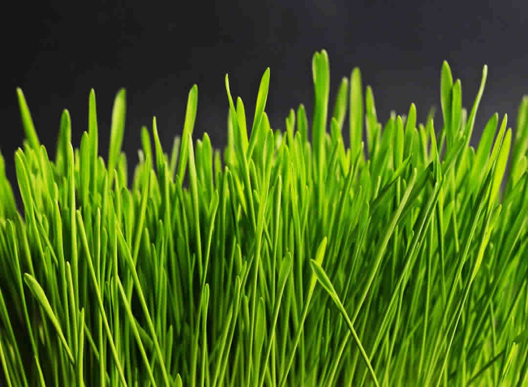 小麥草的營養事實和健康益處