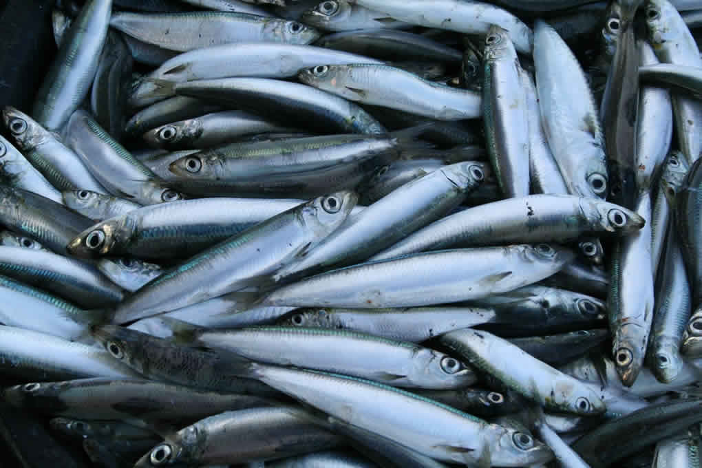 鯖魚的營養事實和健康益處